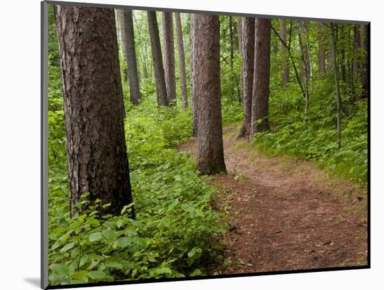 Itasca State Park, Minnesota, USA-Peter Hawkins-Mounted Photographic Print