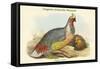 Ithaginis Cruentus - Sanguine Francolin Pheasant-John Gould-Framed Stretched Canvas