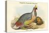 Ithaginis Cruentus - Sanguine Francolin Pheasant-John Gould-Stretched Canvas