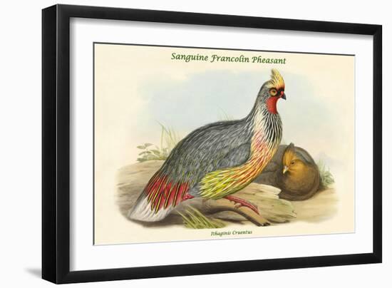Ithaginis Cruentus - Sanguine Francolin Pheasant-John Gould-Framed Art Print