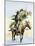 Itinerant Preacher Riding a Mule from Settlement to Settlement-null-Mounted Giclee Print