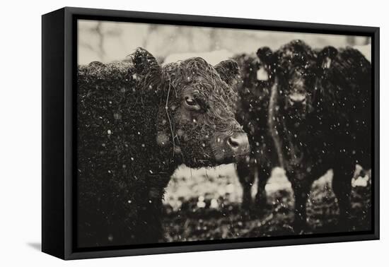 Its Snowing-Aledanda-Framed Stretched Canvas