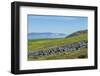 Ittygran Island, Chukotka, Russia, Eurasia-G and M Therin-Weise-Framed Photographic Print