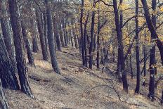 Yellow Leaves Trees-iunewind-Framed Photographic Print