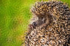 Hedgehog Curled on the Green Grass.-iurii_au-Photographic Print