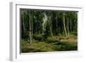 White Frame