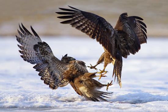 Premium Photographic Print, , large