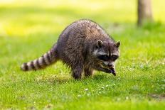 Raccoon at Stanley Park, Vancouver, British Columbia-Ivan_Yim-Framed Photographic Print