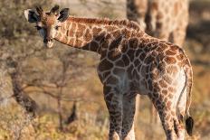 Tree at Etosha Pan-Ivana Tacikova-Photographic Print