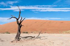 Tree at Etosha Pan-Ivana Tacikova-Photographic Print