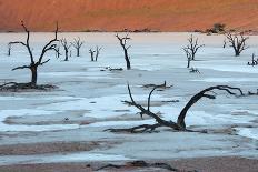 Tree at Etosha Pan-Ivana Tacikova-Photographic Print