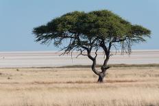 Sossusvlei, Namibia-Ivana Tacikova-Photographic Print