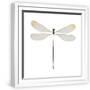 White Frame