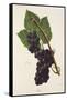Ives Grape-J. Troncy-Framed Stretched Canvas