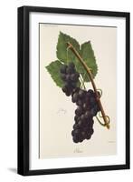 Ives Grape-J. Troncy-Framed Giclee Print