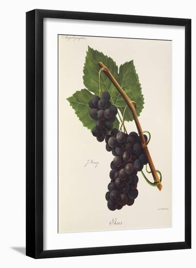 Ives Grape-J. Troncy-Framed Giclee Print