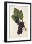Ives Grape-J. Troncy-Framed Giclee Print