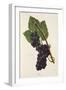 Ives Grape-J. Troncy-Framed Giclee Print