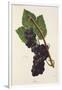 Ives Grape-J. Troncy-Framed Giclee Print