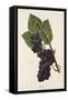 Ives Grape-J. Troncy-Framed Stretched Canvas