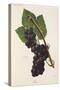 Ives Grape-J. Troncy-Stretched Canvas
