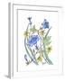 Ivey Leaved Morning Glory-Beverly Dyer-Framed Art Print