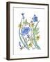 Ivey Leaved Morning Glory-Beverly Dyer-Framed Art Print