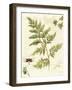 Ivies and Ferns I-Lisa Audit-Framed Art Print