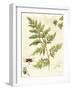 Ivies and Ferns I-Lisa Audit-Framed Art Print