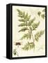 Ivies and Ferns I-Lisa Audit-Framed Stretched Canvas