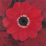 Single Red Anemone-Ivo-Art Print