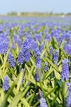 A Field Filled with Blue Grape Hyacinths-Ivonnewierink-Photographic Print