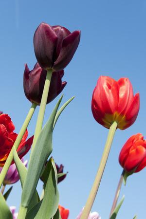 Colorful Dutch Tulips