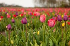 Dutch Landscape with Colorful Tulips in the Flower Fields-Ivonnewierink-Photographic Print