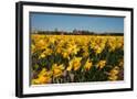Chelsea Black