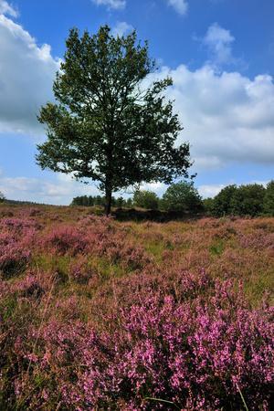 Meadows or Fields Full with Purple Heather