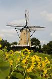 Dutch Landscape with Colorful Tulips in the Flower Fields-Ivonnewierink-Photographic Print