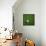 Ivorian Soccerball Lying on Grass-zentilia-Framed Stretched Canvas displayed on a wall