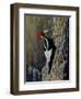 Ivory Bill-Wilhelm Goebel-Framed Giclee Print