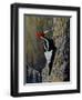 Ivory Bill-Wilhelm Goebel-Framed Giclee Print