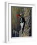 Ivory Bill-Wilhelm Goebel-Framed Giclee Print