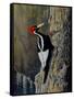 Ivory Bill-Wilhelm Goebel-Framed Stretched Canvas