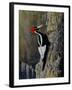 Ivory Bill-Wilhelm Goebel-Framed Giclee Print