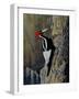 Ivory Bill-Wilhelm Goebel-Framed Giclee Print