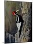 Ivory Bill-Wilhelm Goebel-Mounted Giclee Print