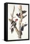 Ivory-Billed Woodpecker, 1829-John James Audubon-Framed Stretched Canvas