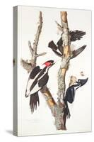 Ivory-Billed Woodpecker, 1829-John James Audubon-Stretched Canvas