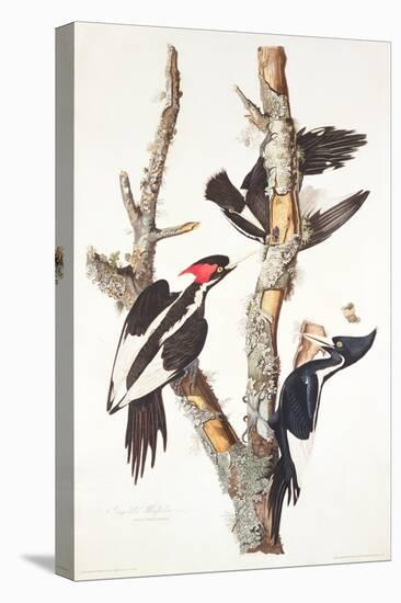 Ivory-Billed Woodpecker, 1829-John James Audubon-Stretched Canvas