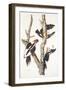 Ivory-Billed Woodpecker, 1829-John James Audubon-Framed Giclee Print