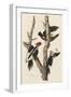 Ivory-billed Woodpecker, 1829-John James Audubon-Framed Giclee Print